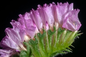 verde, fiore, petali, rosa, nero, viola, macro, natura, fiori