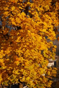 foglie, giallo, albero, autunno, rami