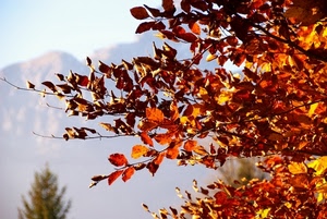 foglie, autunno, rami, rosso, albero, montagne, giallo, sfocato, alberi