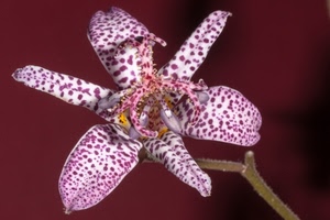 fiore, petali, orchidea, viola, macro, ramo, pistilli