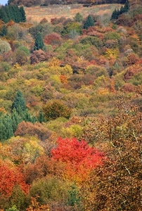 alberi, colori, rosso, verde, autunno, bosco, foglie, giallo, marrone, rami, piante, natura