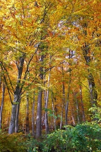 alberi, bosco, foglie, autunno, tronchi, rami, verde, giallo