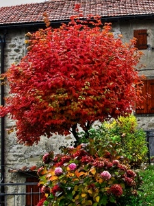 albero, fiori, rosso, foglie, tetto, casa, verde, piante