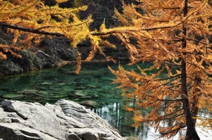acqua, roccia, autunno, lago, alberi, rami, sasso, aghi, giallo