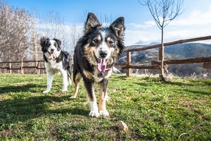 cani, prato, due, alberi, lingua, staccionata, animali, erba, cane