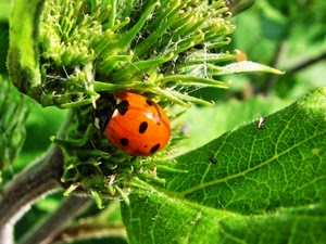 coccinella, foglie, insetto, verde, foglia, macro, fiore, nero, rosso, pianta