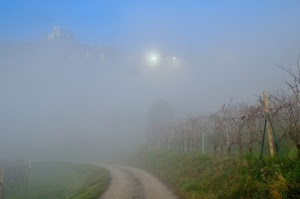 nebbia, strada, cielo, luci, vigna, vigneto, sentiero, verde, piante, controluce, viti