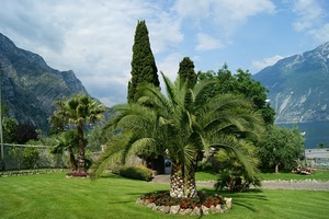 montagne, aiuola, alberi, prato, palma, nuvole, verde, palme, giardino, cielo, fiori, erba, montagna, lago, cipresso, pino, piante