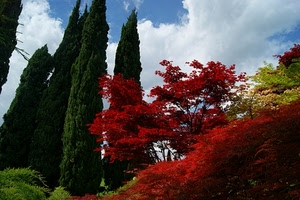 alberi, rosso, nuvole, verde, cielo, cipressi, piante, azzurro, giardino, parco, foglie, natura, colori, bianco