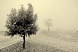 nebbia, alberi, bianconero, strada, foglie, due, foschia, campo, campagna, albero, rami, strade