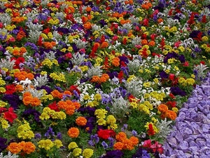 fiori, viola, aiuola, giallo, colori, arancione, multicolore, piante, arancio