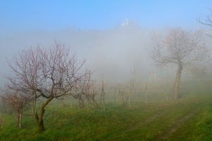 nebbia, alberi, erba, campagna, inverno, verde, foschia, rami, autunno