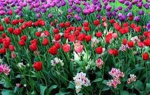 fiori, rosso, tulipani, verde, viola, rosa, foglie