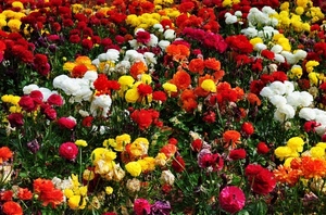 fiori, giallo, rosso, colori, bianco, aiuola