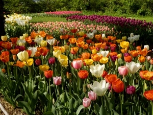 fiori, tulipani, aiuole, aiuola, primavera, colori, multicolore, verde, giallo, piante