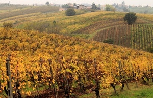 autunno, vigneti, collina, foglie, colline, giallo, filari, vigneto, campagna, panorama, vigne, viti, alberi
