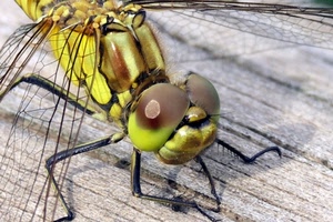 ali, zampe, insetto, occhi, macro, libellula, testa, verde, giallo