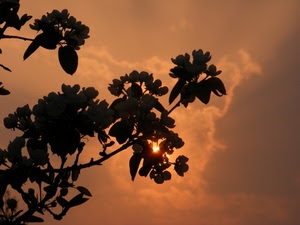 foglie, controluce, nuvole, sole, tramonto, cielo, rami, silhouette, albero, pianta, arancione, ramo, alba, fiori, alberi, arancio