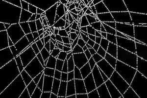 ragnatela, nero, fili, gocce, bianco, perle, rugiada, intreccio, bianconero