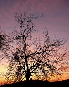 albero, tramonto, controluce, rami, silhouette, nuvole, cielo