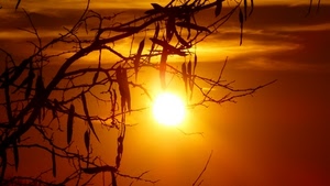 sole, rami, tramonto, rosso, albero, foglie, arancione, controluce, arancio