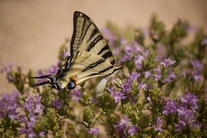 fiori, farfalla, viola, insetto, ali, verde, giallo, macro, rosa
