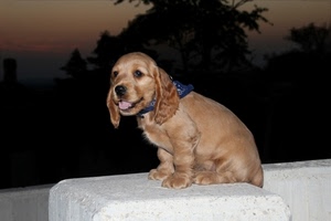 cane, orecchie, animale, muso, cucciolo, tramonto, bianco, lingua, muro, foulard