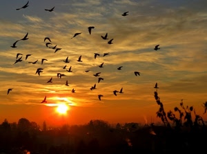tramonto, uccelli, sole, cielo, nuvole, controluce, alberi, volo, arancione, rosso, ali, silhouette, volare, stormo, animali