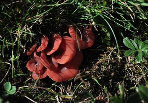 erba, funghi, verde, rossi, foglie, rosso, prato, trifoglio