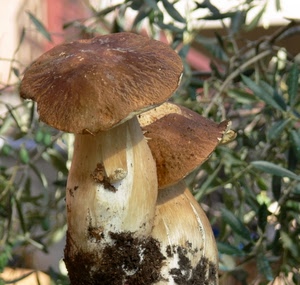 funghi, due, porcini, marrone, gambo, cappella, erba, foglie, terra, gambi, sottobosco, cappelle, verde, natura, macro, autunno, bosco