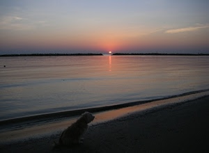 mare, tramonto, cane, spiaggia, sole, acqua, alba, cielo