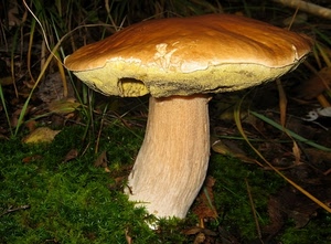 fungo, gambo, erba, porcino, cappella, marrone, verde, natura, cappello