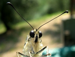 zampe, antenne, occhi, insetto, macro, peli, farfalla