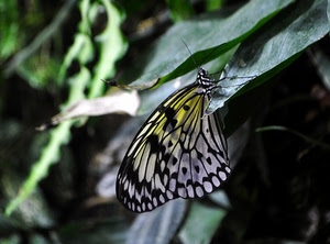 farfalla, ali, foglie, verde, giallo, antenne, nero, insetto, natura, zampe, piante, animale, zampette, bianco, macro