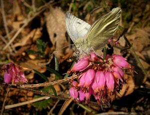 farfalla, ali, rosa, fiore, insetto, fiori, macro, antenne, natura, erba, foglie