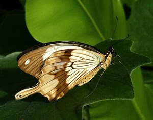 farfalla, ali, foglie, insetto, verde, macro, zampe, antenne, foglia