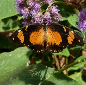 farfalla, fiori, ali, foglie, verde, viola, insetto, giallo