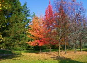 alberi, rosso, foglie, verde, prato, autunno, parco