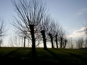 alberi, rami, controluce, cielo, ombre, tronchi, inverno, prato, paesaggio, spogli, filare