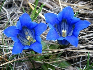 due, fiori, petali, blu, erba, foglie, verde, pistilli, genziane, azzurro, macro, azzurri