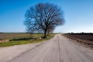 strada, albero, cielo, campi, rami, curva, prati, campagna, prato, prospettiva