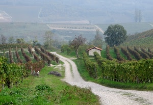 alberi, strada, casa, filari, campagna, verde, foglie, colline, sterrata, foschia, vigna, vigne, erba, viti, collina, strade, albero, casetta, vigneti, vigneto, paesaggio, sentiero, nebbia