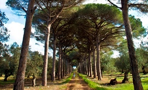 alberi, verde, strada, tronchi, sentiero, prospettiva, pini, erba, viale, cielo, campi, rami, ulivi, pozzanghere, bosco