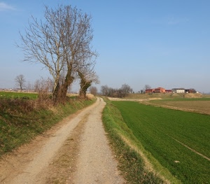 strada, alberi, verde, campi, campagna, cielo, case, paesaggio, sterrato