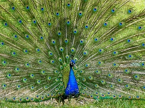 pavone, ruota, piume, coda, verde, blu, uccello, azzurro, occhi