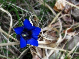 fiore, blu, erba, genziana, primavera, petali, fili, prato, azzurro, macro