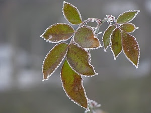 foglie, brina, freddo, ramo, verde, inverno, ghiaccio, grigio, sfocato