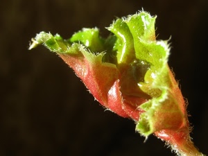 verde, foglia, rosso, macro, pianta, germoglio, sfocato