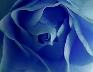 fiore, petali, blu, rosa, azzurro, macro