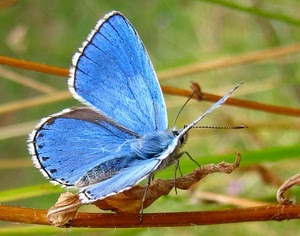 farfalla, ali, ramo, azzurro, insetto, antenne, celeste, blu